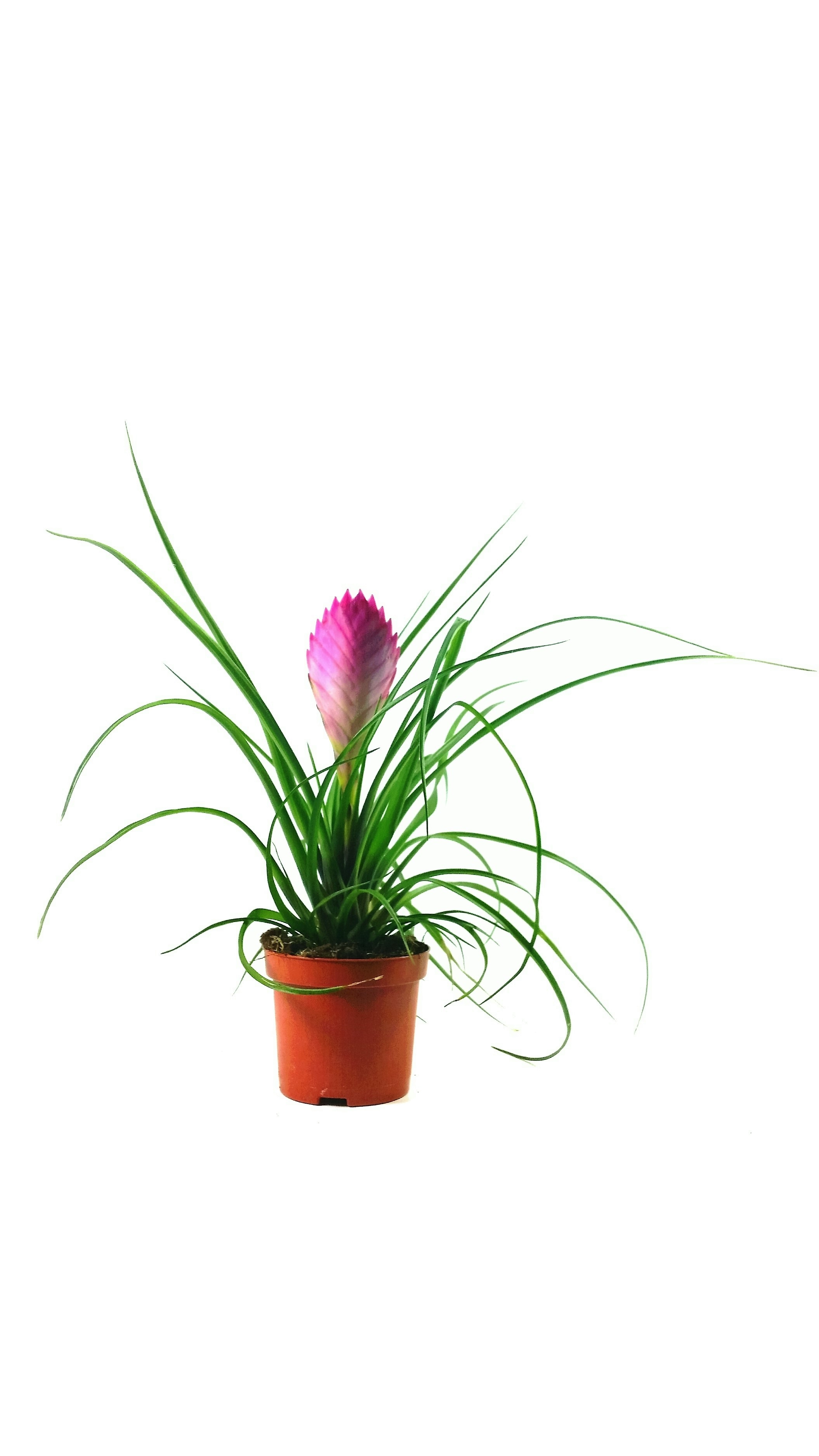 Tillandsia cyanea hybrid Pink