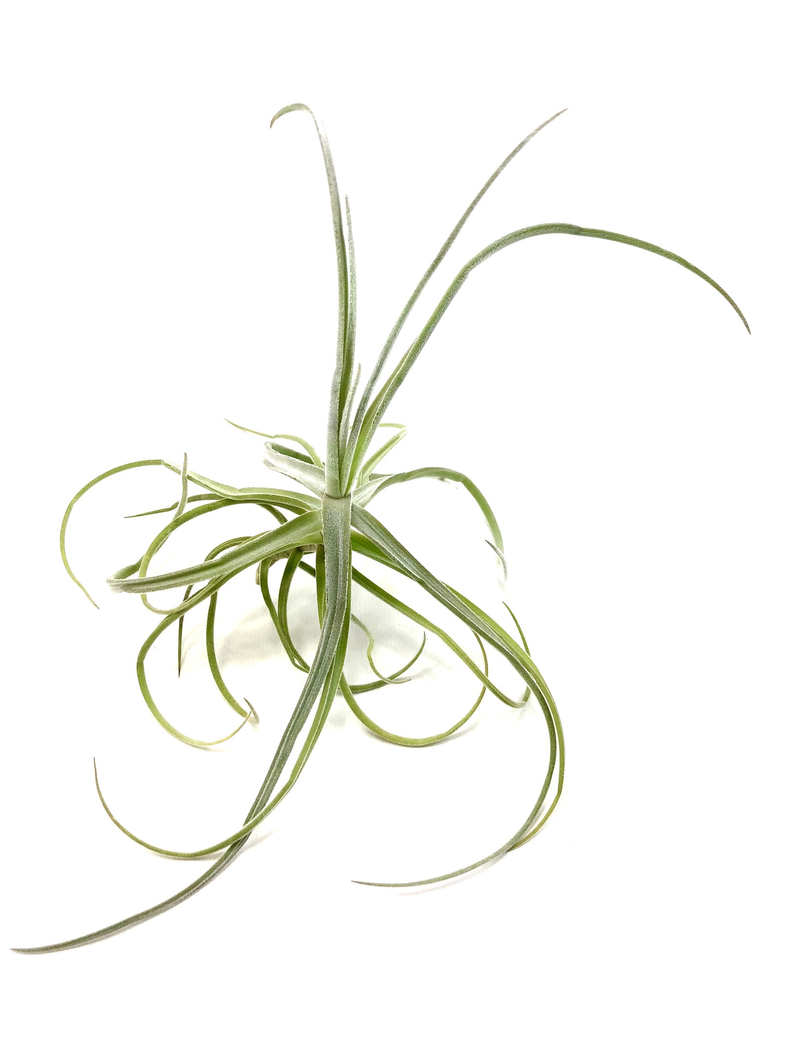 Tillandsia streptocarpa 