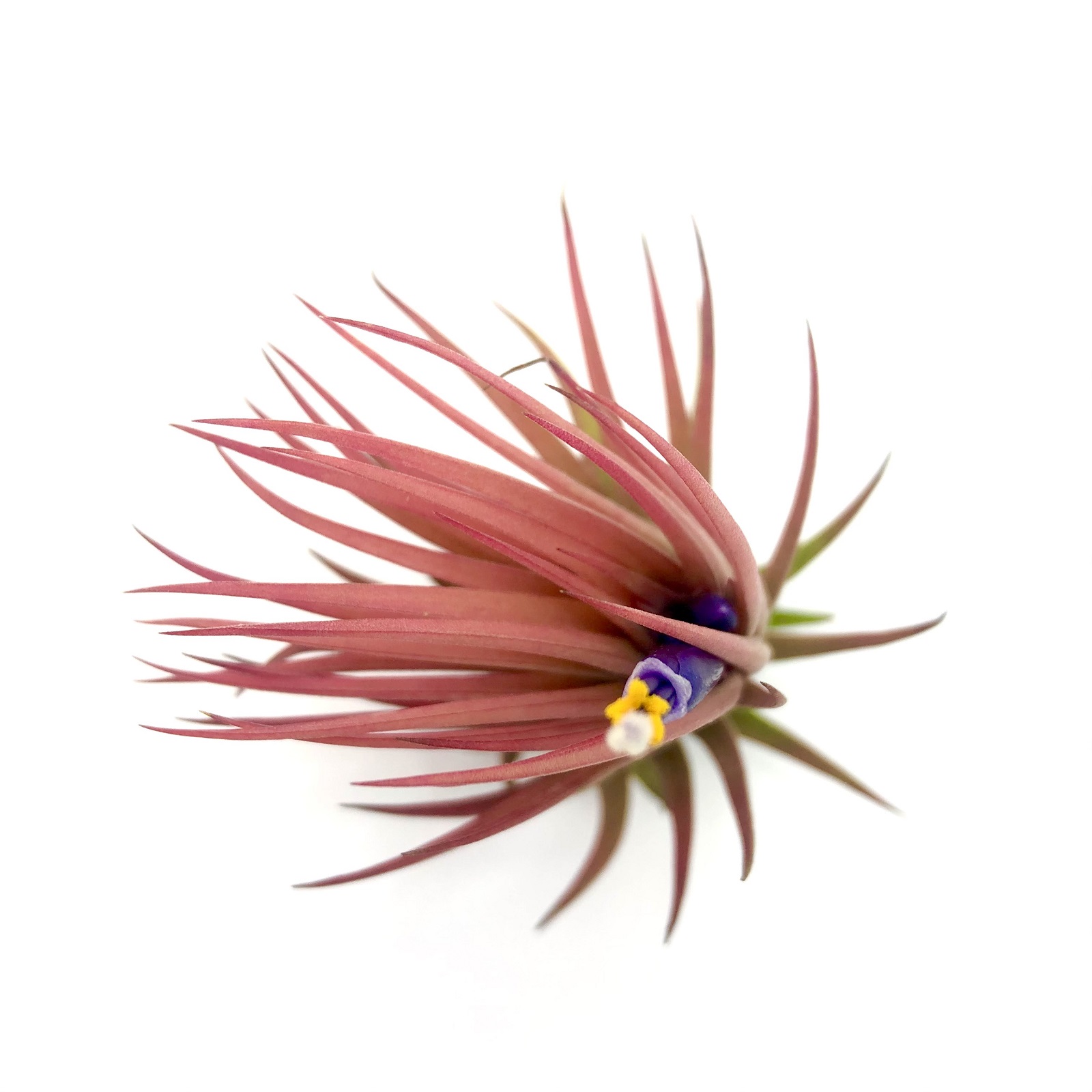 Tillandsia ionantha rubra