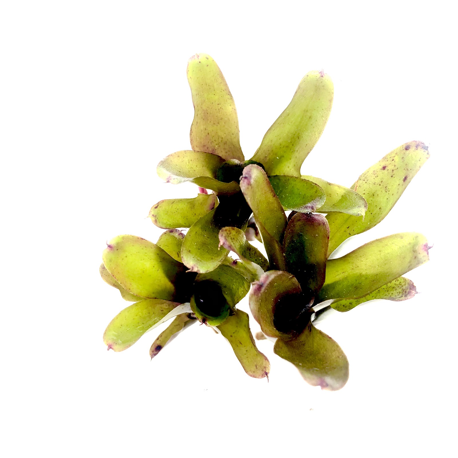 Neoregelia mephisto