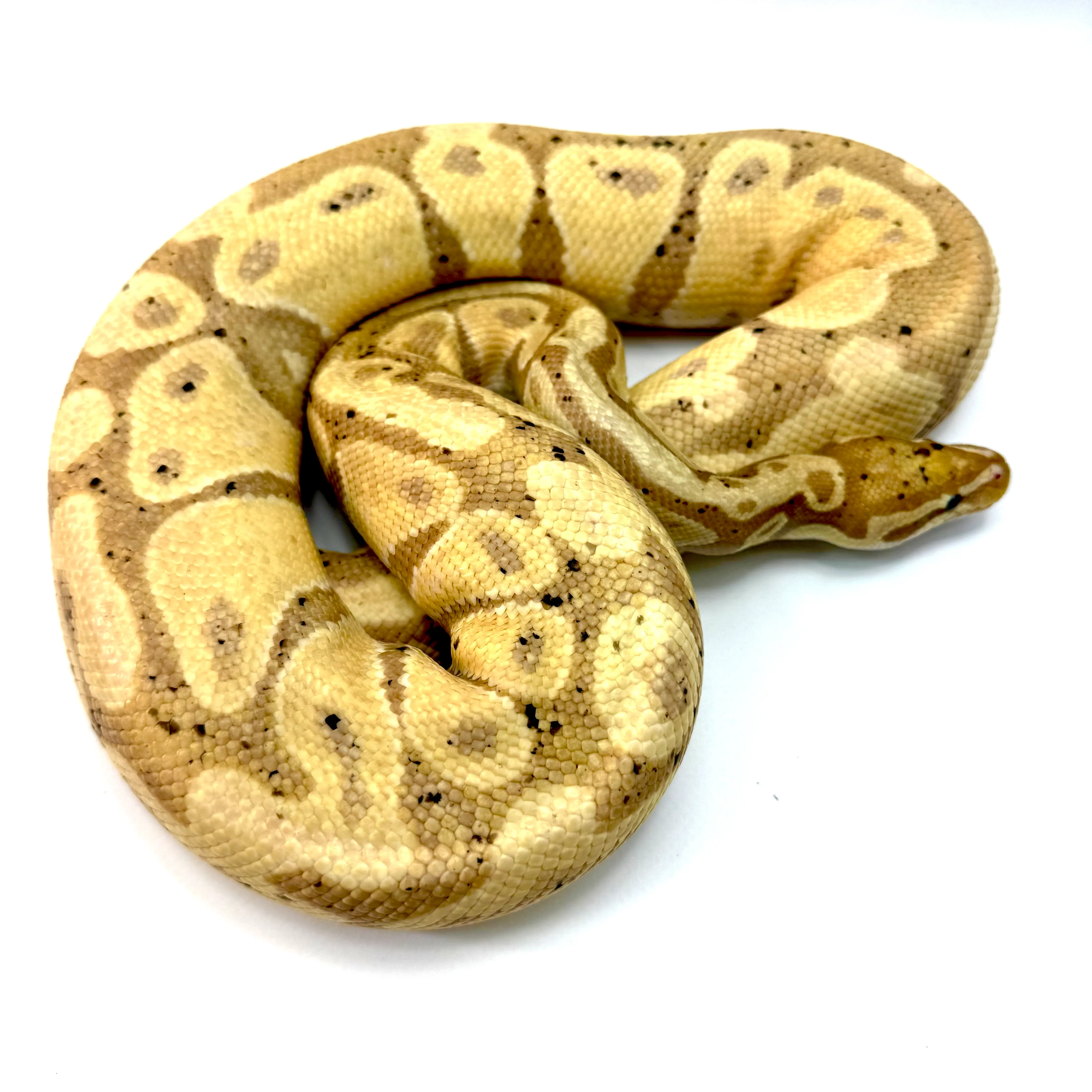 Banana Königspython Python regius