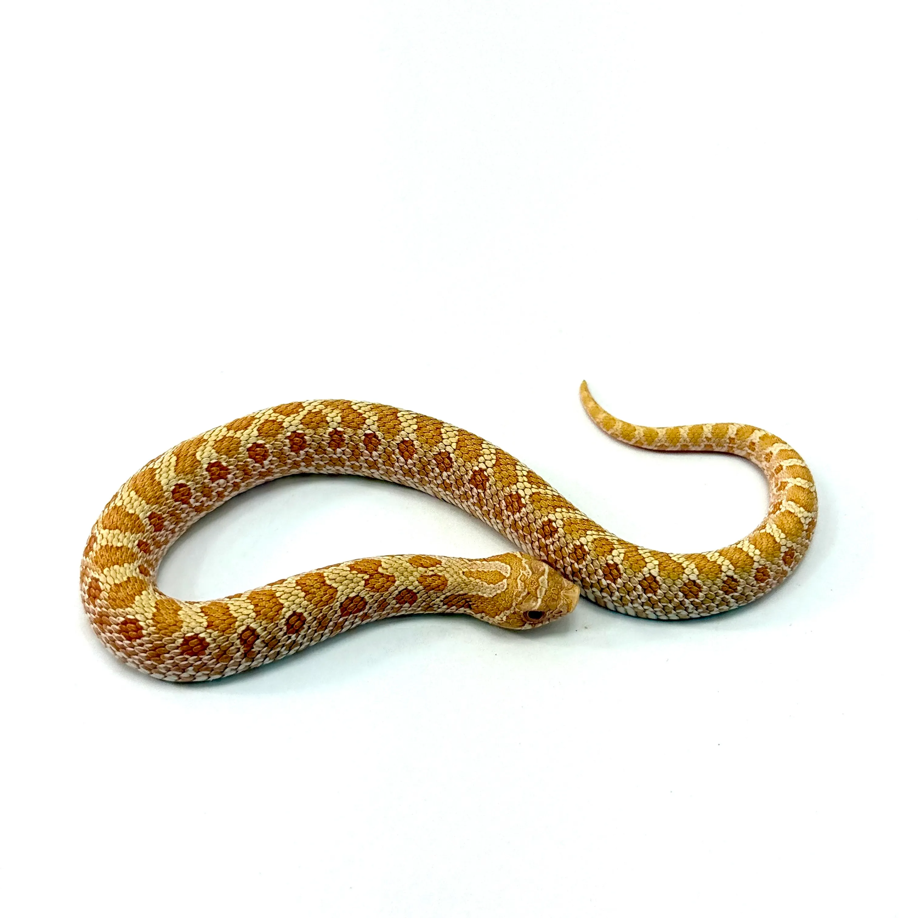 Heterodon nasicus Albino Conda