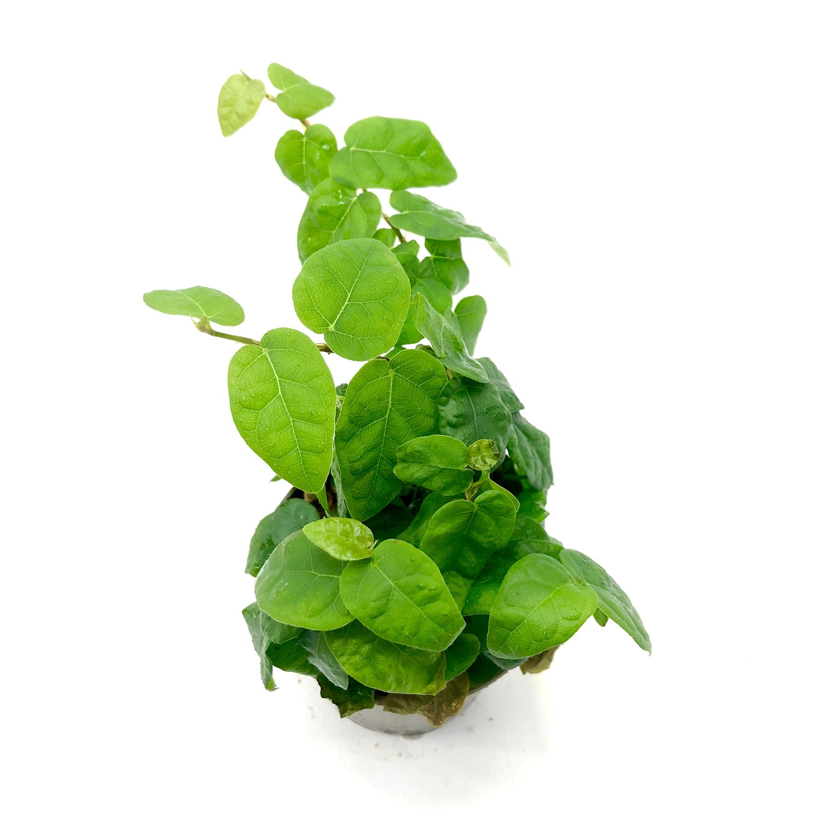 Ficus pumila