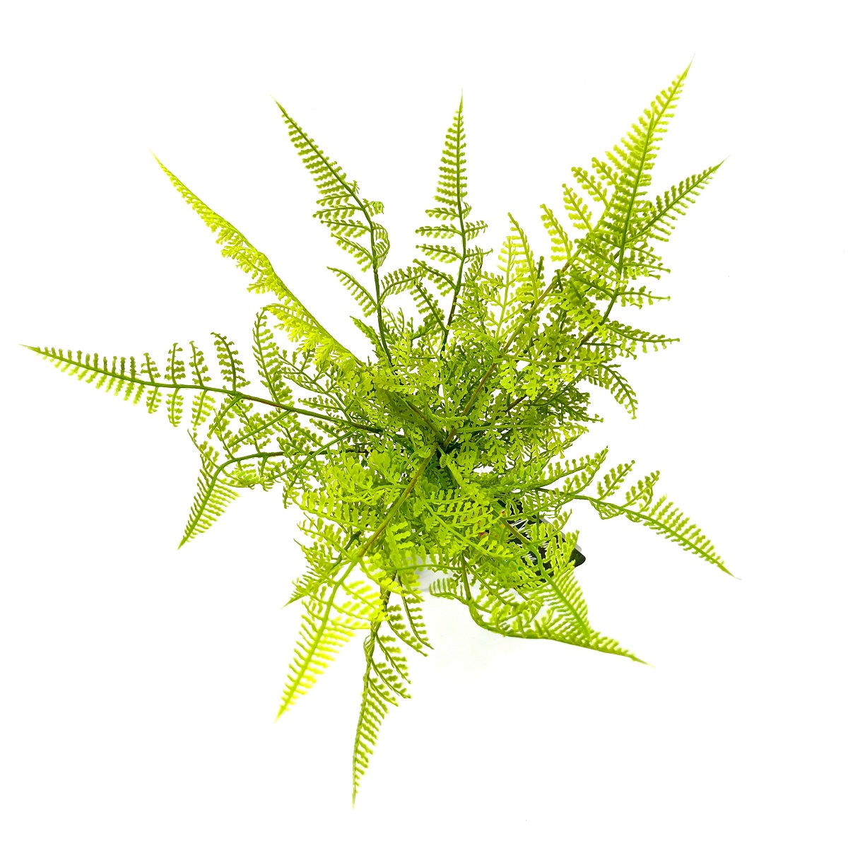 Naturalistic Flora Lace Fern