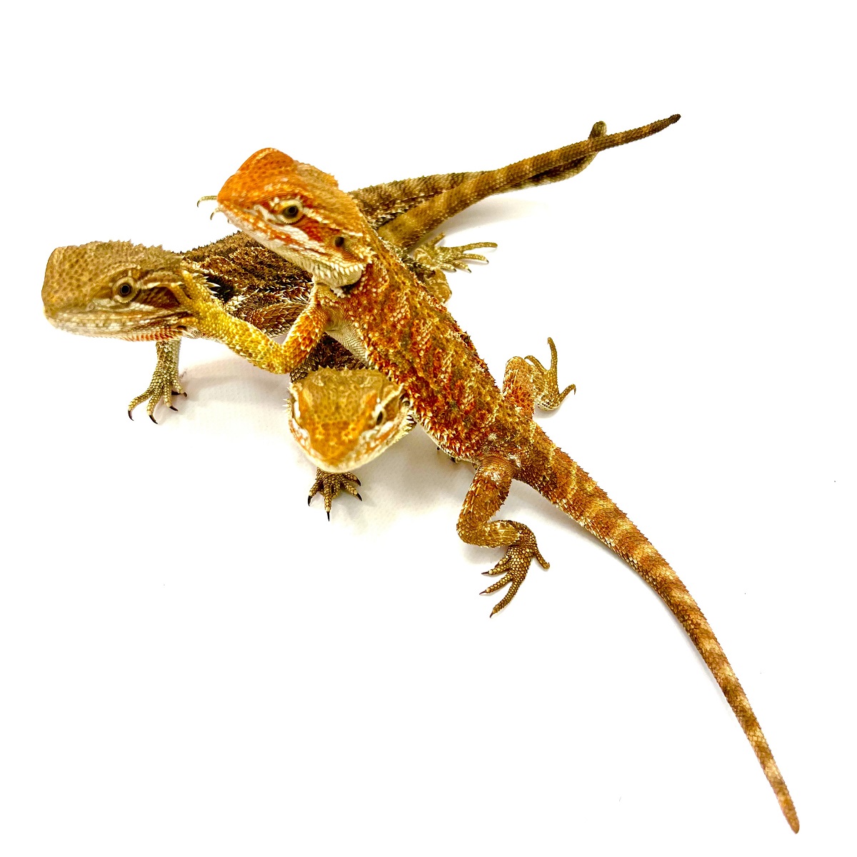Pogona vitticeps