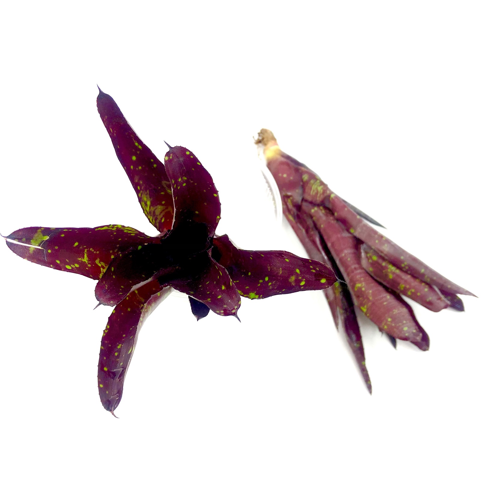 Neoregelia little Bright off Shot Hera Var