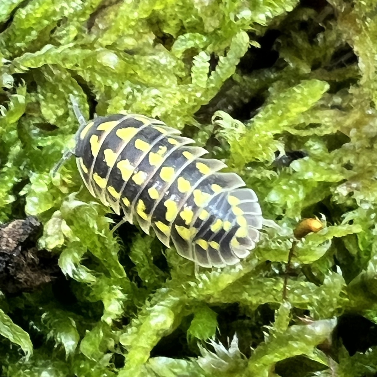 Armadillidium gestroi giant 20 Tiere