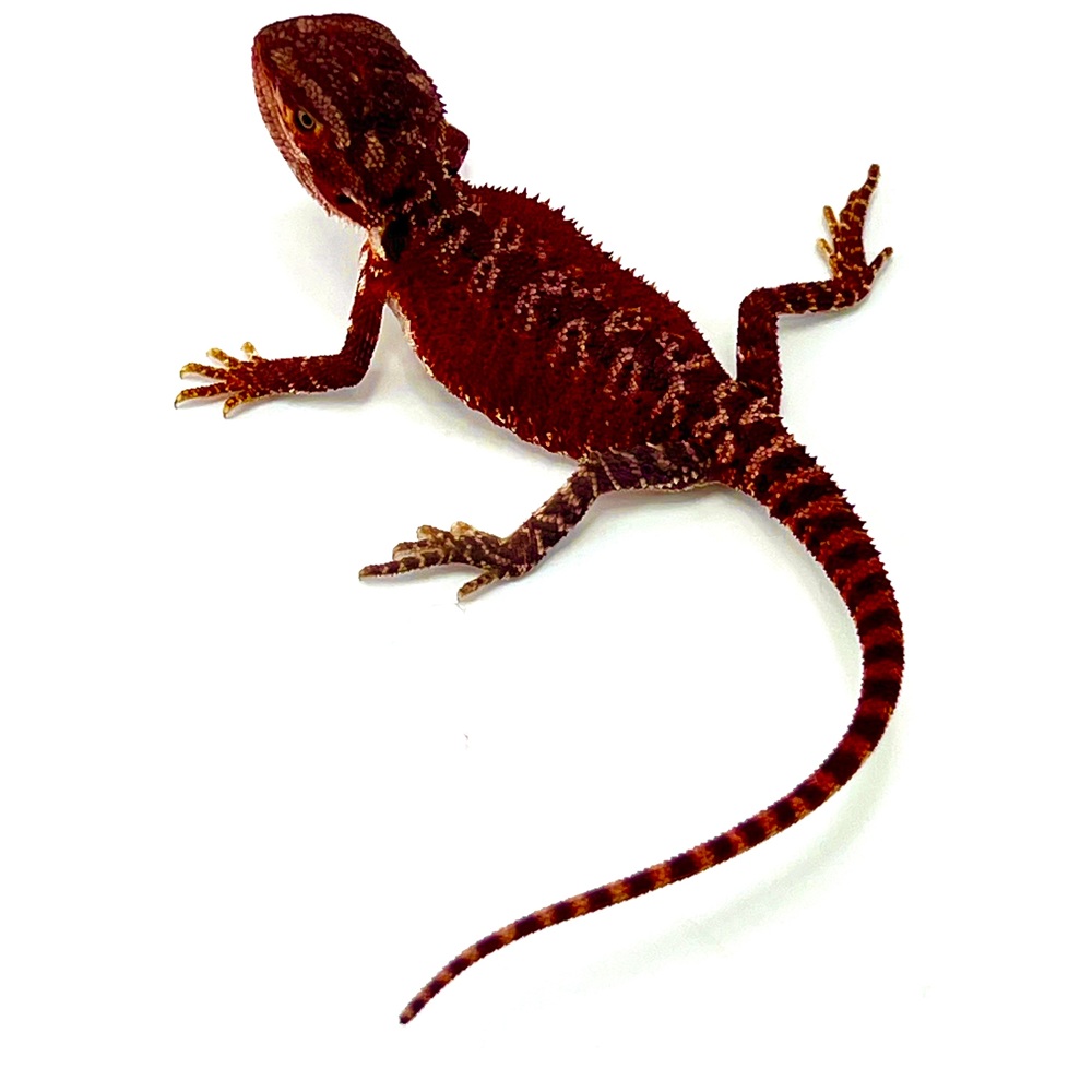 German Red Monster Bartagame Weibchen #1 / 14 cm 