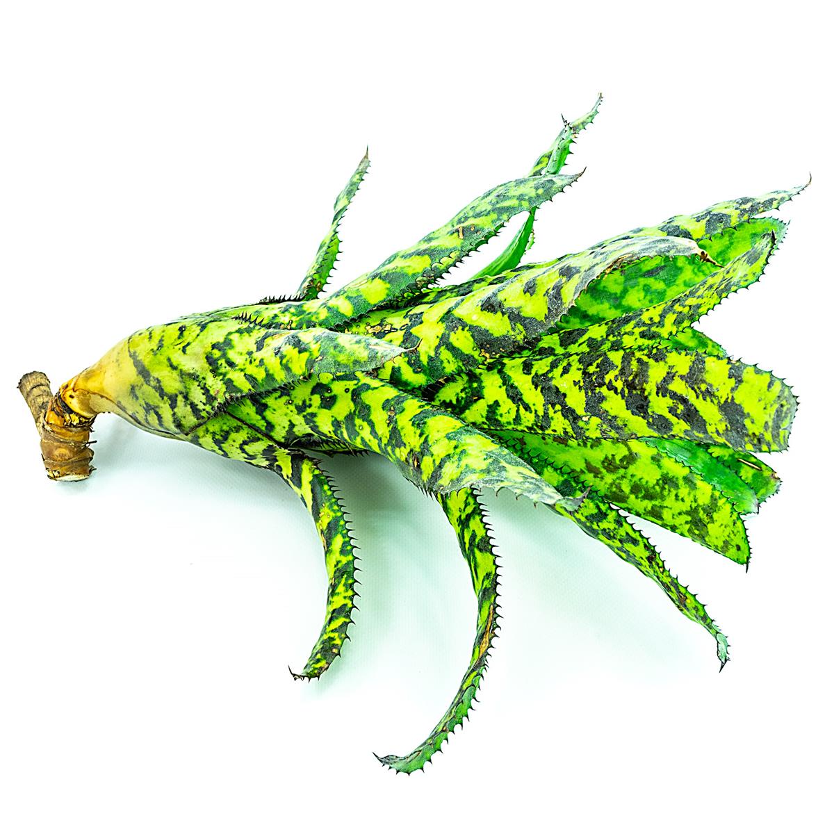 Aechmea orlandiana