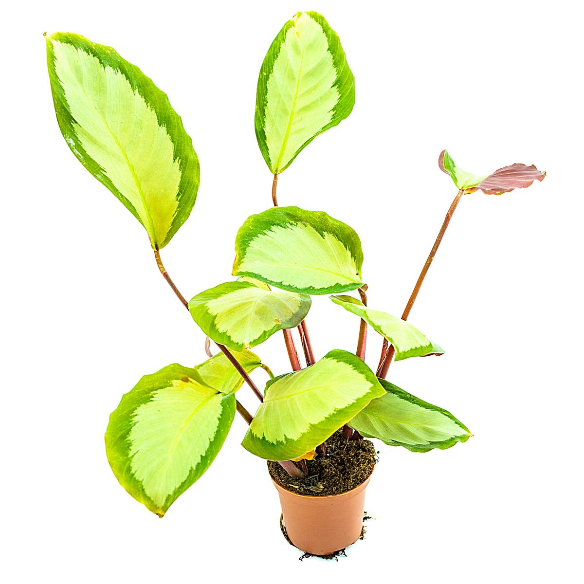 Calathea spec-peru