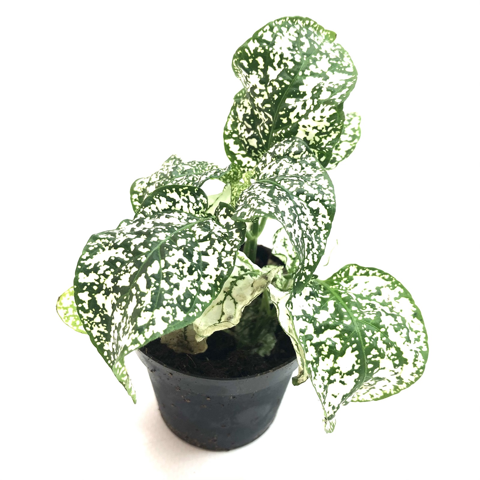 Hypoestes phyllostachya weiß