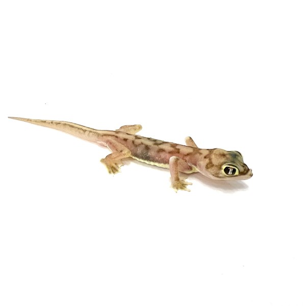 Pachydactylus rangei - Namibgecko