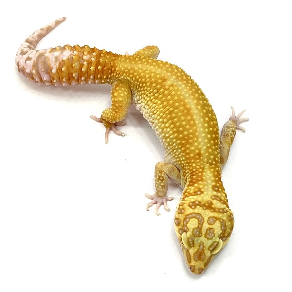 Jungle Copper Designer Leopardgecko