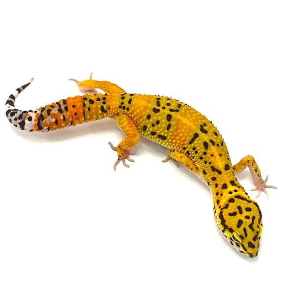 Tangerine Leopardgecko