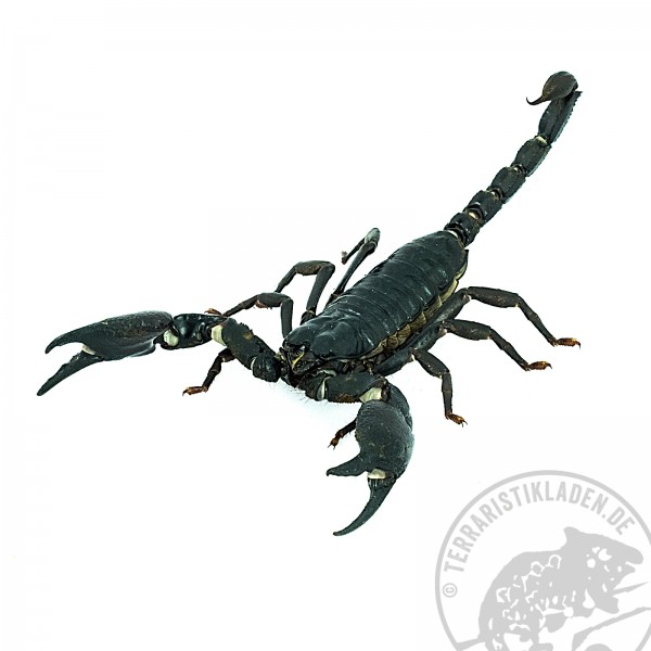 Heterometrus laoticus Skorpion