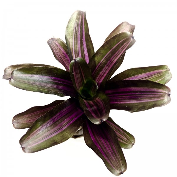 Neoregelia iris