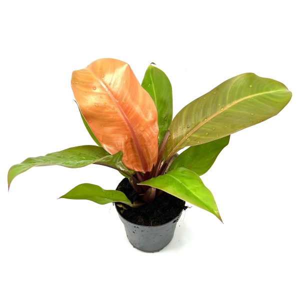 Philodendron Golden Lady