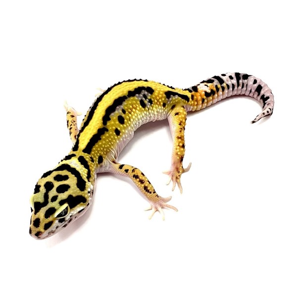 Striped Lavender Bold Leopardgecko
