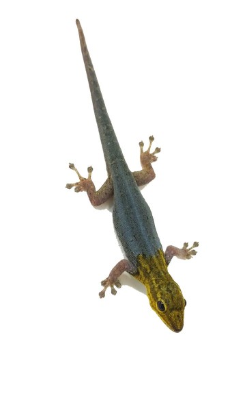 Lygodactylus picturatus
