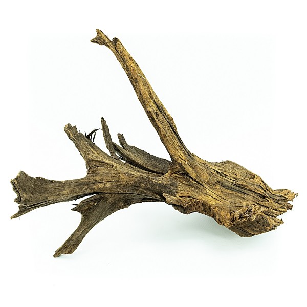 Mangrovenwurzel 45 - 60 cm
