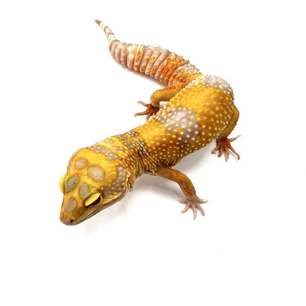 Copper Leopardgecko