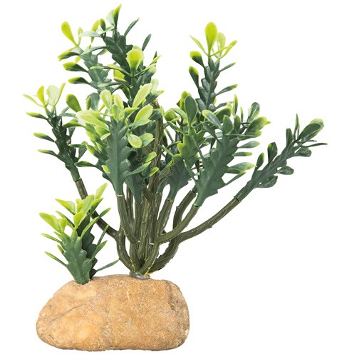 Euphorbia Terrarienpflanze für Wüstenterrarien
