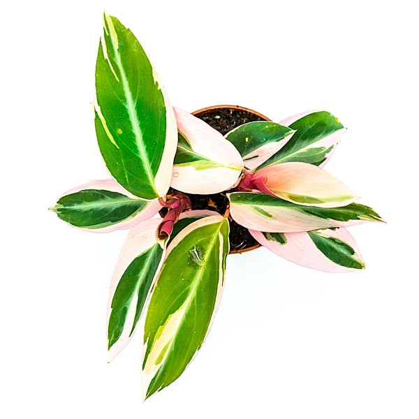 Calathea tricolor