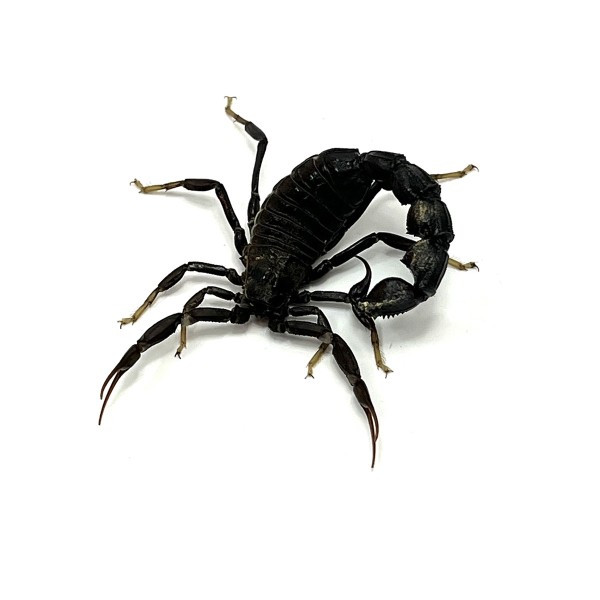 Orthochirus innesi - schwarzer Dickschwanz Zwergskorpion