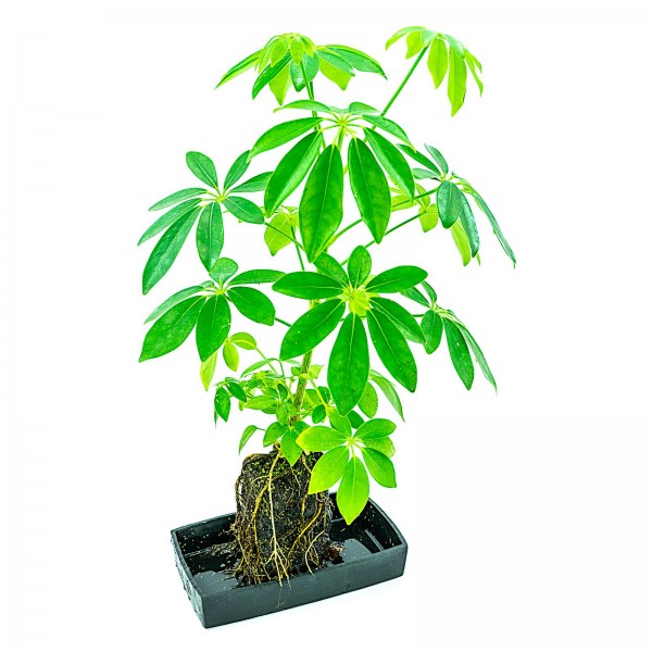 Schefflera Aufsitzerpflanze