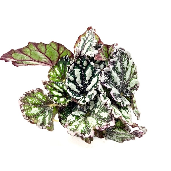 Begonia rex spotted silver