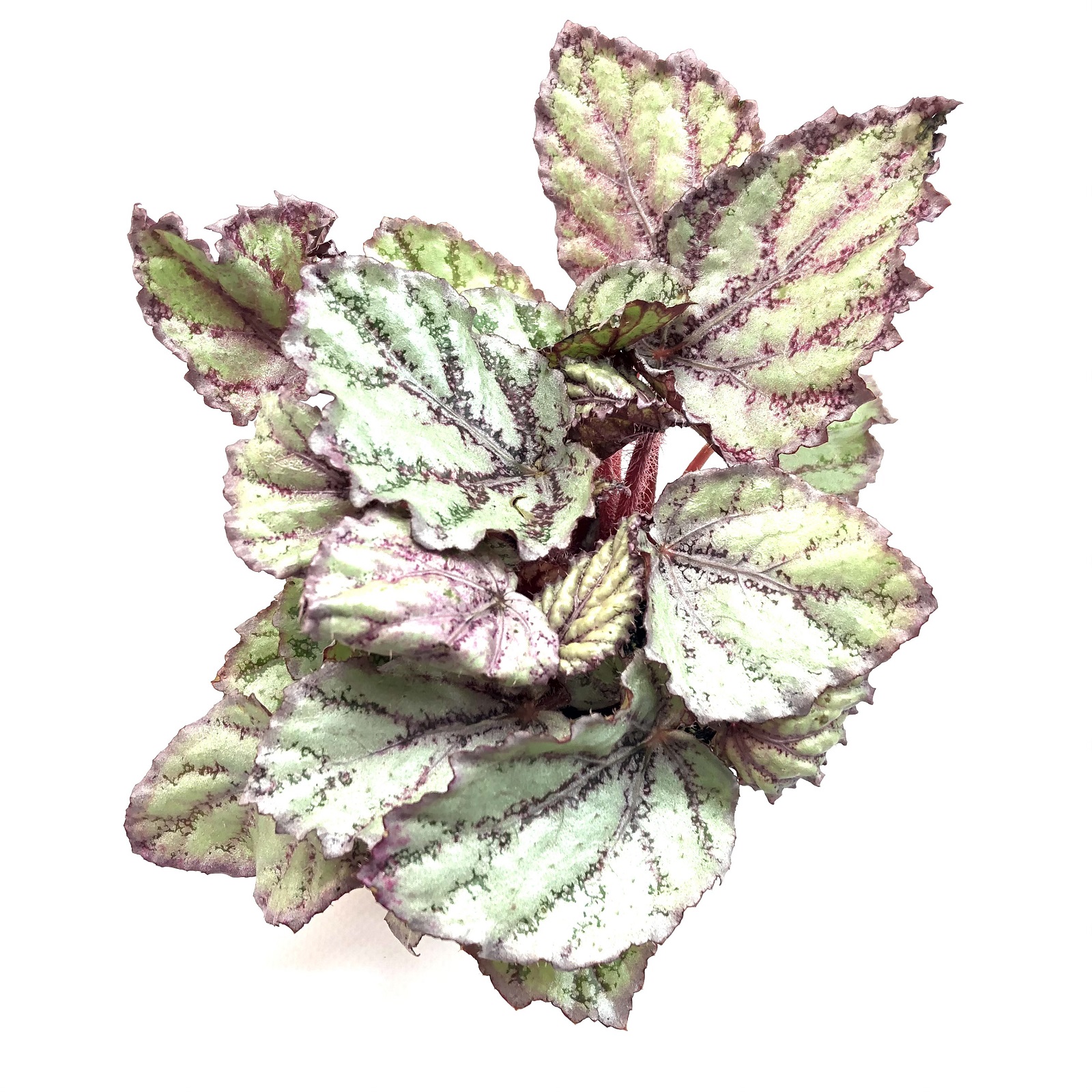 Blattbegonie Begonia, die ideale Terrarienpflanze | Der Terraristikladen