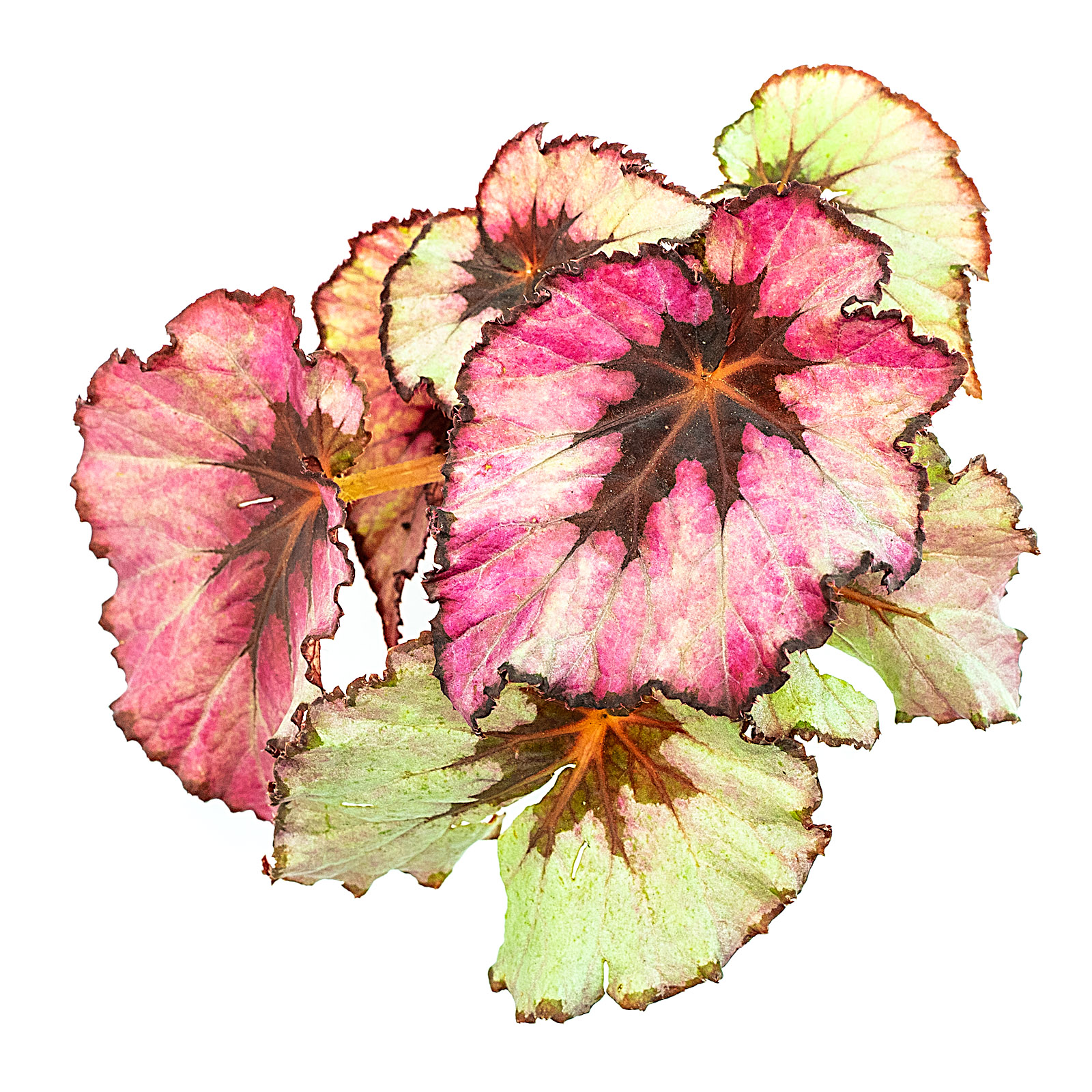 Blattbegonie Begonia, die ideale Terrarienpflanze | Der Terraristikladen