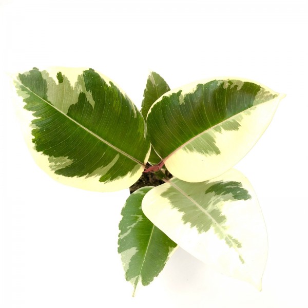 Ficus elastica variegata