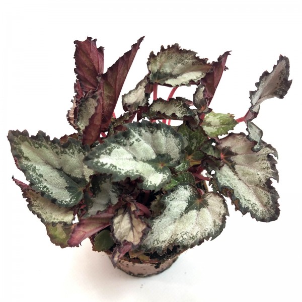 Blattbegonie Begonia rex silver green
