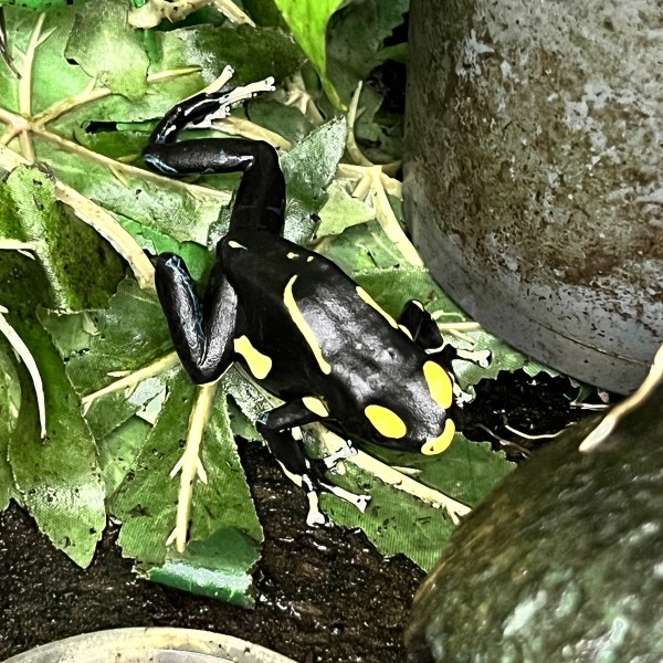 Dendrobates tinctorius black Surinam