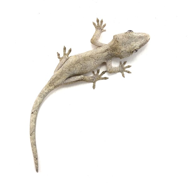 Rhacodactylus auriculatus Höckerkopfgecko