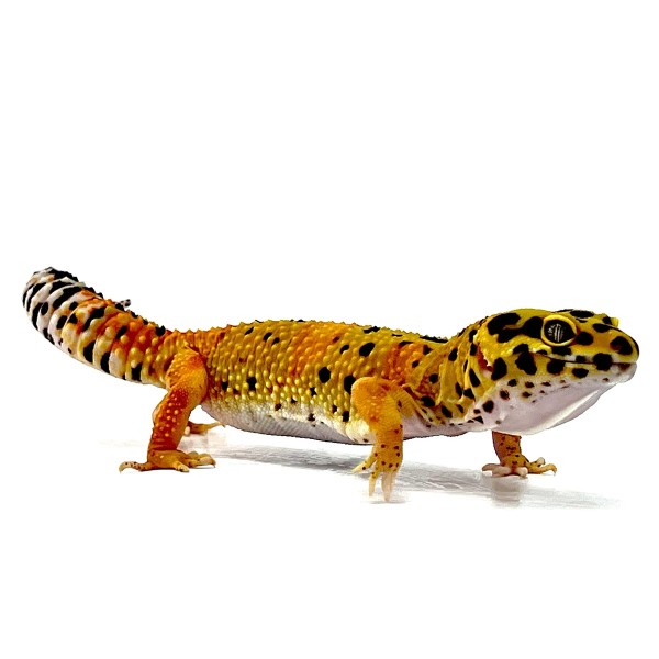 TangerineTornado Leopardgecko