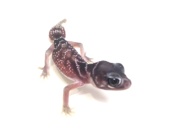 Knopfschwanzgecko Nephrurus l. pilbarensis Knob-tailed Gecko