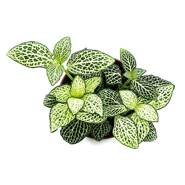 Fittonia Mosaikpflanze