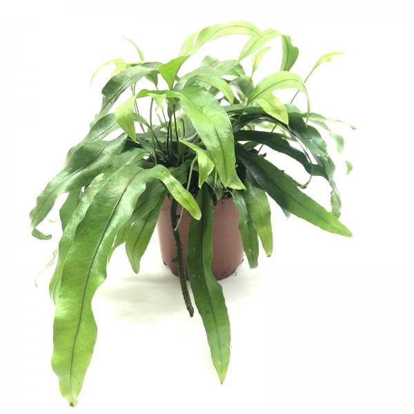 Microsorum diversifolium
