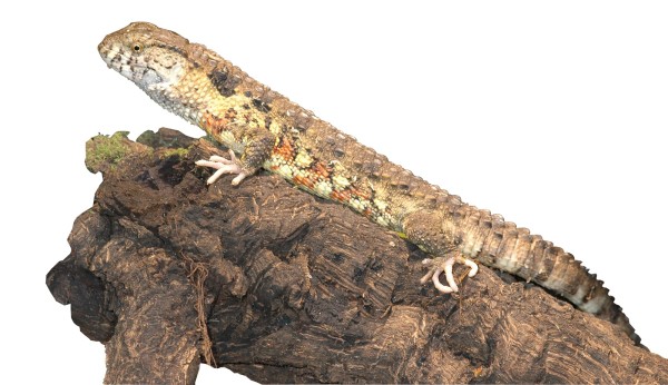 Krokodilschwanz-Höckerechse Shinisaurus crocodylurus