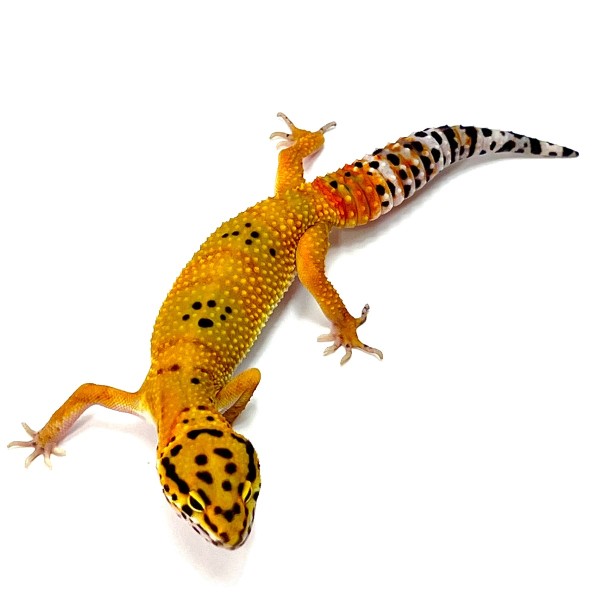 Tangerine Leopardgecko