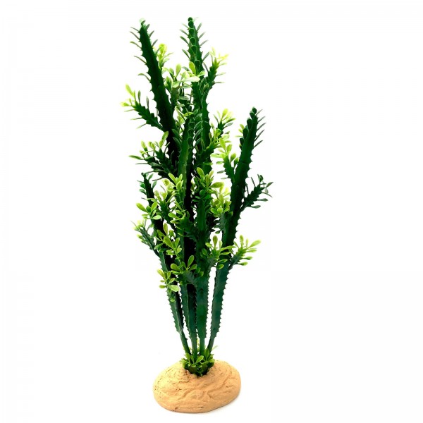 Terrarienpflanze Euphorbia L