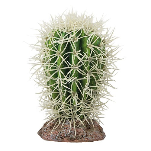 Great Basin Kaktus für Wüstenterrarien