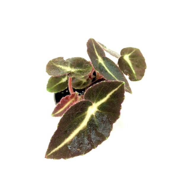 Begonia listada