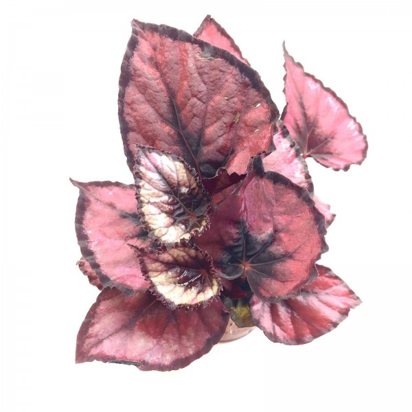 Begonia rex rot Blattbegonie