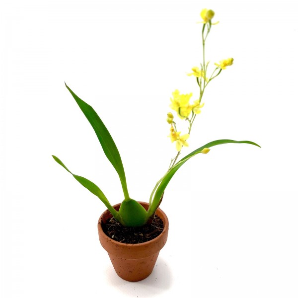 Oncidium gelb mini Orchidee